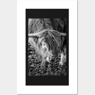 Scottish Highland cattle Posters and Art